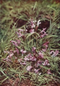 Wildblumen: Roter Zahntrost von Charles Essenhigh Corke
