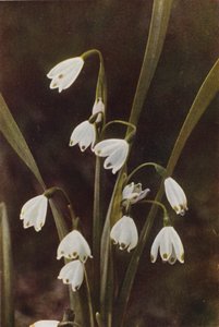 Wildblumen: Schneeglöckchen