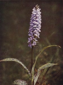 Wildblumen: Geflecktes Knabenkraut von Charles Essenhigh Corke