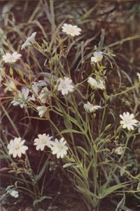 Wildblumen: Sternmiere