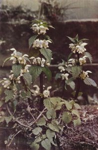 Wildblumen: Weiße Taubnessel von Charles Essenhigh Corke