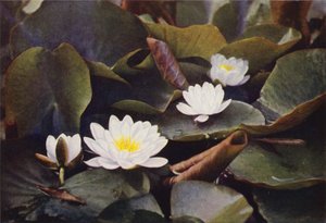 Wildblumen: Weiße Seerose von Charles Essenhigh Corke