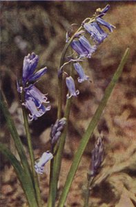Wildblumen: Wilde Hyazinthe