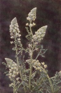 Wildblumen: Wilde Resede von Charles Essenhigh Corke