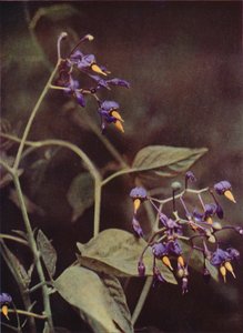 Wildblumen: Bittersüßer Nachtschatten von Charles Essenhigh Corke