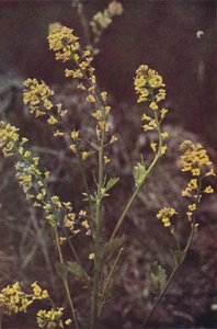 Wildblumen: Gelbe Rauke von Charles Essenhigh Corke