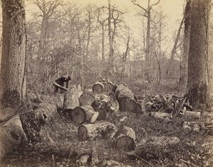 Wald von Fontainebleau