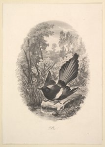 Elster, 1843