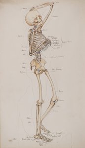 Studie [Menschliches Skelett (beschriftete Knochen)], ca. 1884 von Charles Gustav Louis Phillips
