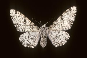 Betularia biston von Augustus Kollner