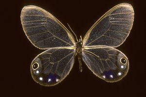 Cithaerias esmeralda von Augustus Kollner