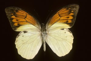 Hebomoia leukippe sulfurea von Augustus Kollner
