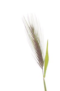 Hordeum murinum subsp. murinum/Mäusegerste