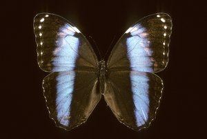 Morpho achilles/Männlich von Augustus Kollner