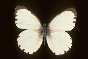 Mylothris ngaziya von Augustus Kollner