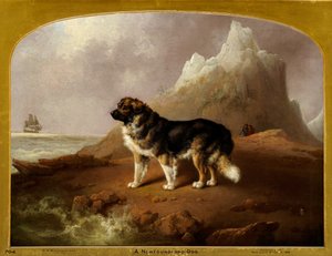 Ein Neufundländer Hund