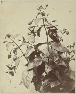 Blumenstillleben mit Fuchsie von Charles Hippolyte Aubry
