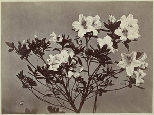 Blumenstillleben mit Lilien