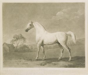 Mambrino, nach George Stubbs, 1788