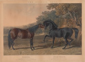 Der britische Zuchtpferd: Pl. 5. "Rebecca" gezüchtet von R. Cock, Esqr. im Jahr 1831; "Muley Moloch" gezüchtet vom Herzog von Cleveland im Jahr 1830