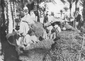 Dattelpflücken in Gabes, um 1913