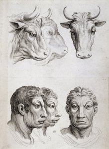 Vergleich von Männern und Rindern von Charles Le Brun