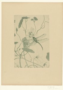 Libelle auf Blume der Kapuzinerkresse (L