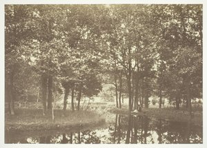 Ohne Titel, ca. 1850. [Bäume nahe Wasser im Bois de Boulogne, einem Park in Paris] von Charles Marville