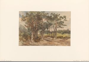 Baumgruppe im Wald bei Driebergen