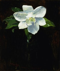 Magnolie