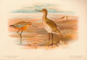Pfuhlschnepfe Limosa rufa, Rotschenkel Totanus, 1900