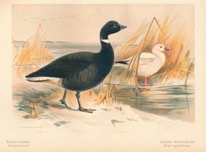 Ringelgans Branta bernicla, Kleine Schneegans Chen hyperboreus, 1900