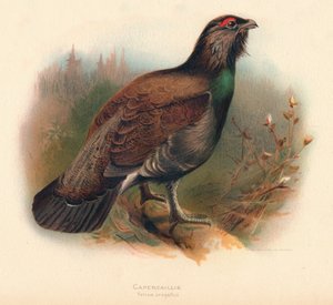Auerhahn Tetrao urogallus, 1900