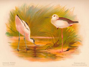 Säbelschnäbler Recurvirostra avosetta, Stelzenläufer Himantopus melanopterus, 1900