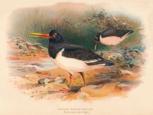 Austernfischer Haematopus ostralegus, 1900