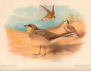 Rotflügel-Brachschwalbe Glareola pratincola, Steppenregenpfeifer Vanellus gregarius, 1900