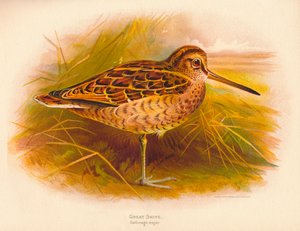 Großer Schnepfe Gallinago major, 1900