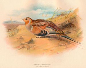 Pallas-Sandhuhn Syrrhaptes paradoxus, 1900