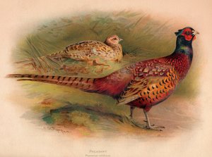 Fasan Phasianus colchicus, 1900