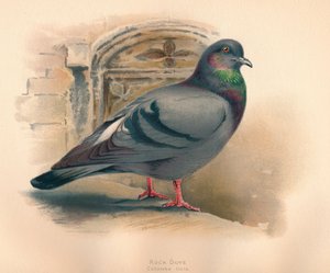 Felsentaube Columba livia, ca. 1900 von Charles Whymper