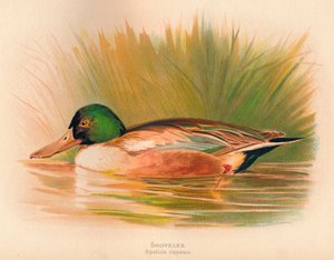 Löffelente Spatula clypeata, 1900