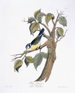 Blaumeise von Charlotte L. E. Perrott