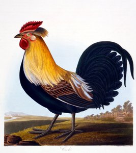 Hahn (Phasianus), graviert von Robert Havell, Jr, 1835