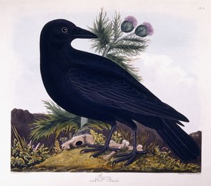 Rabe: Großer Kolkrabe von Charlotte L. E. Perrott