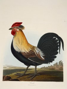 Hahn, Phasianus, veröffentlicht 1835, handkolorierte Gravur