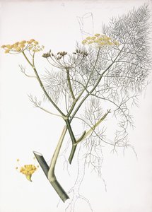 Eine botanische Studie, 1822-1845