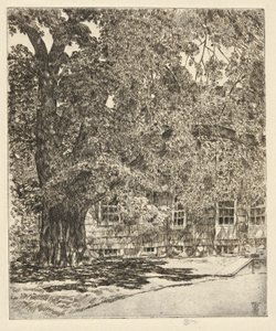 Riesige Ulme, 1929