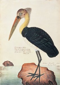 Ardea Argala, aus Zeichnungen von Vögeln aus Malakka, ca. 1805-18