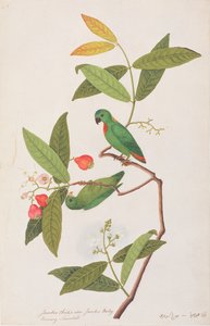Blaukrönchen, aus Zeichnungen von Vögeln aus Malakka, ca. 1805-18