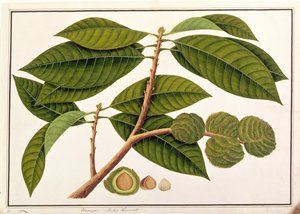 Brangam oder Malaiische Kastanie, aus Zeichnungen von Pflanzen aus Malakka, ca. 1805-18
